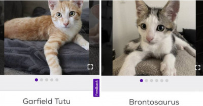 These Cat Names on Petfinder Are Seriously Adorable