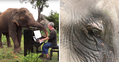 Blind Elephant Dances to Classical Music Played on the Piano and It Is Simply Incredible
