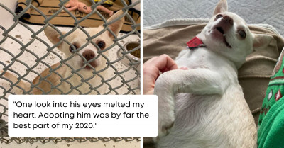 40 Before And After Adoption Photos Of Dogs Who Have Had Their Lives Changed Forever