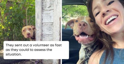 Abandoned Dog Was Found Chained In An Empty Yard; His Smile Will Melt Your Heart When He's Finally Rescued