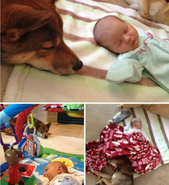 19. This dog decided to never let this newborn out of its sight!