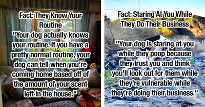 10 Facts And Common Myths About Dogs Clarified