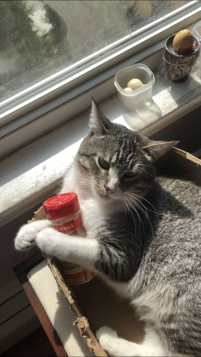 Winston LOVES food, and apparently this extends to food containers, too. His humans left an empty cinnamon container on the cupboard, ready to be taken out for recycling. But instead...