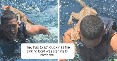 Four Cats Rescued Right Out Of The Ocean By Heroic Thai Navy Officer