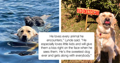 Gentle Golden Retriever Gives Little Stranded Animal A Ride Back To Shore