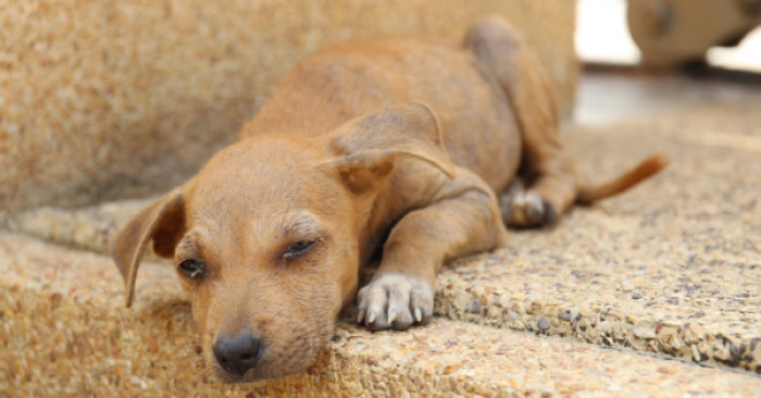 Her trip was cut short, but these poor creatures needed her. She immediately drove them to the nearest animal hospital, where a vet was able to check on them right away.