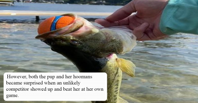 Adorable Dog Loses A Game Of Fetch Unexpectedly To A Fish