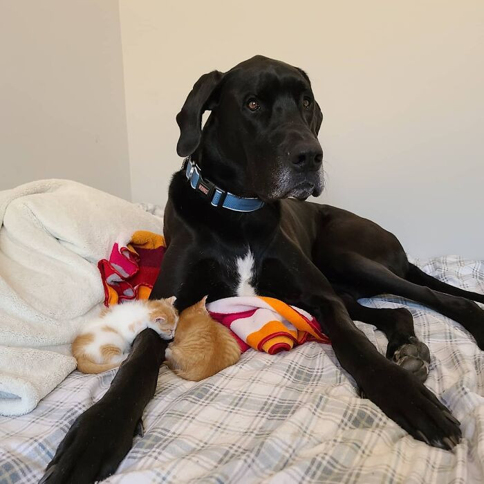 Corbin does an excellent job of guarding these babies