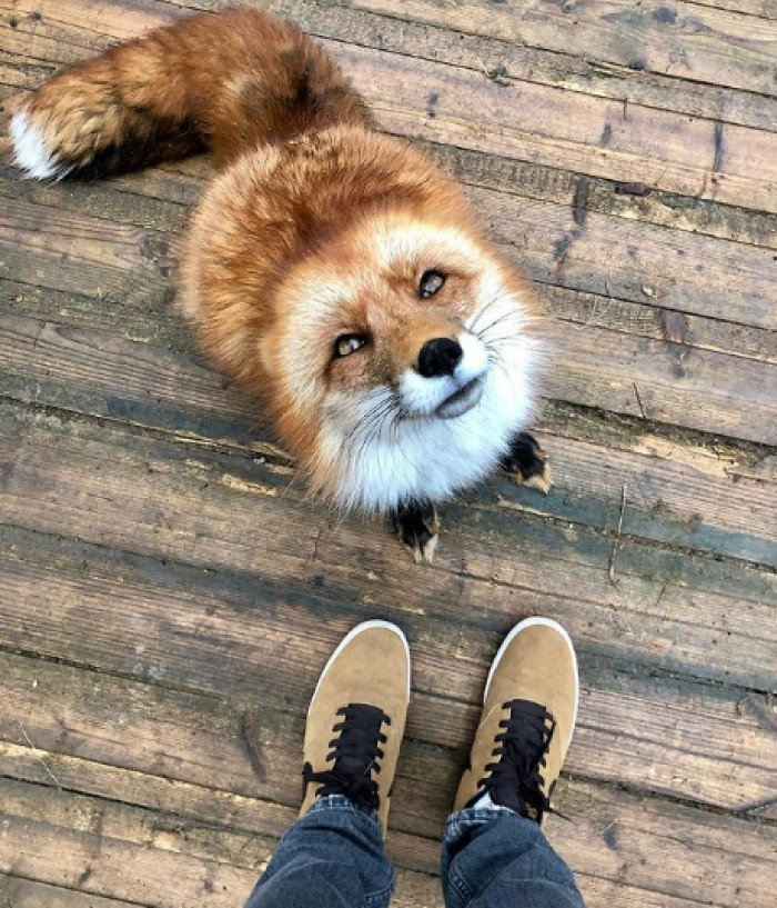 Woody: Let's Go for a Walk!