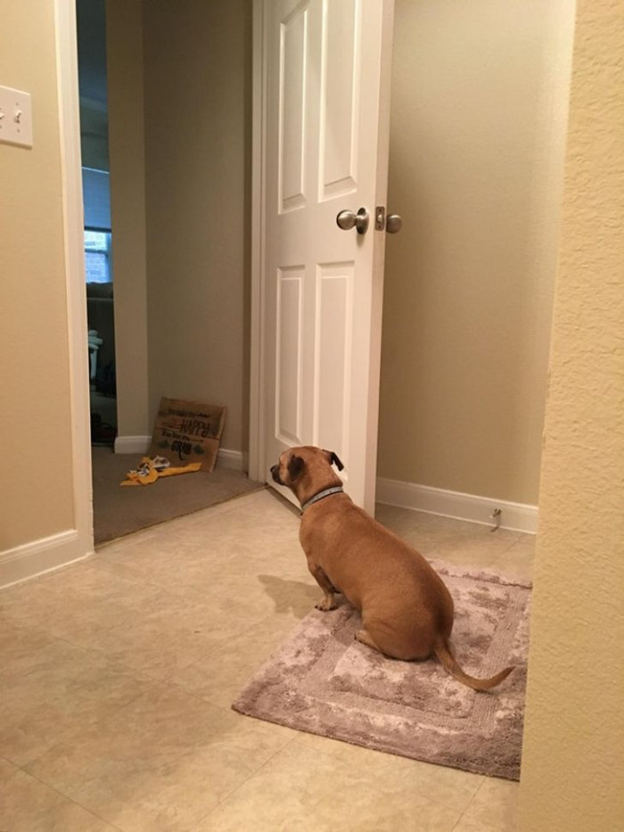 22 Pictures Shared Online That Definitively Prove That Dogs Really Are