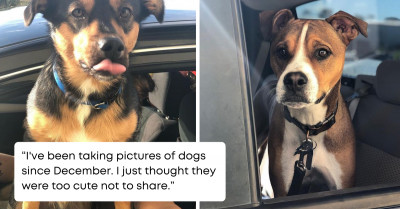 Loyal Dog Customers Visit This Store Daily for a Bagel Treat