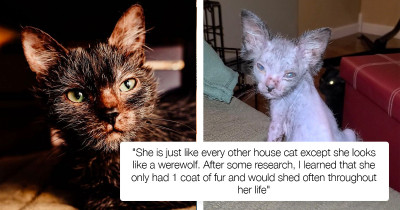 Cat Owners Thought Their Foster Kitten Was Sick, Only to Find Out She Was Actually a 'Wolfcat'