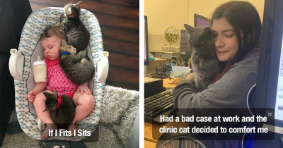 Wholesome Kitty Cats That Undeniably Nestle Into Your Heart and Live There Forever
