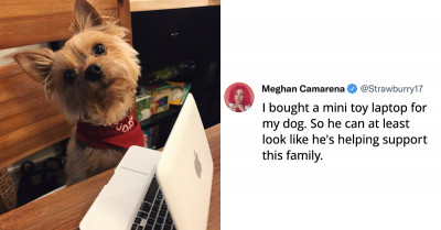 The Relatability of These Animal Memes Will Either Leave You Laughing, Crying or Both
