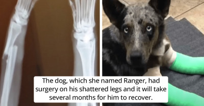 Pooch With Two Broken Legs Manages to Crawl and Stagger to Remote Park Ranger Station to Find Help