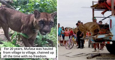 An Elderly Mountain Lion Rescued From Illegal Peruvian Circus and Freed After Being Forced to Perform for 20 Years