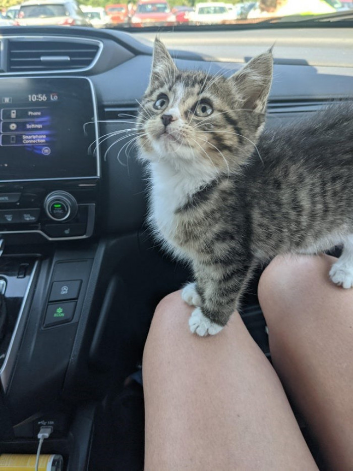 10. This is our first foster kitten, and I don't know if I'll keep her