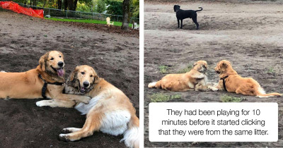Dog Siblings Quickly Recognise Each Other After Being Apart For So Long