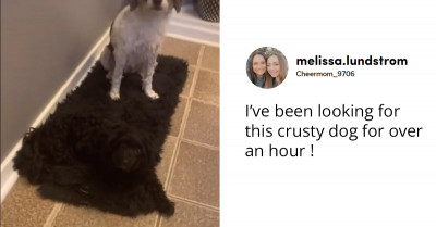 Woman Spends Hours Looking For Her Dog - And Then Spots It Hiding In Plain Sight