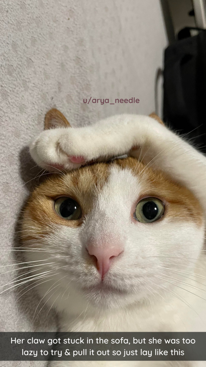 11. Some cats cannot be bothered.