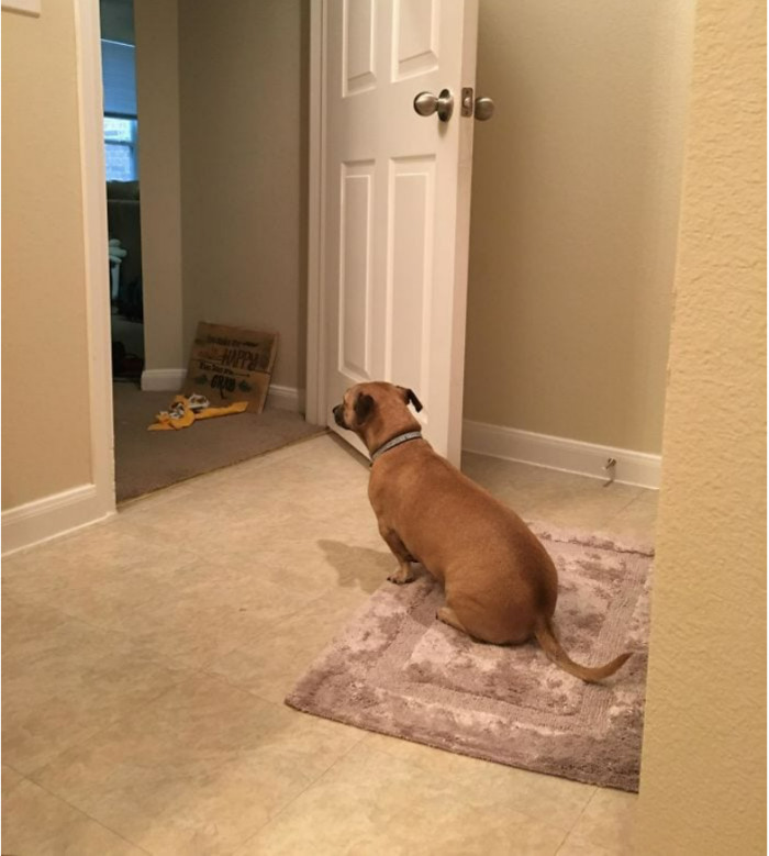 17. This munchkin acts as a watchdog, quite literally, while her pregnant owner is in the washroom.