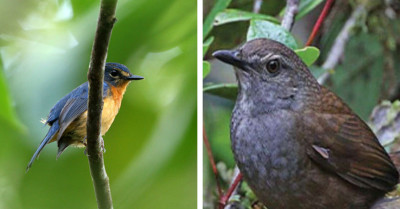 There Has Been A Remarkable Discovery Of 10 New Songbird Species On Remote, Forested Indonesian Islands