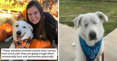 Inspiring Story Of A Dog Whose Eyes Were Removed Due To A Rare Disease