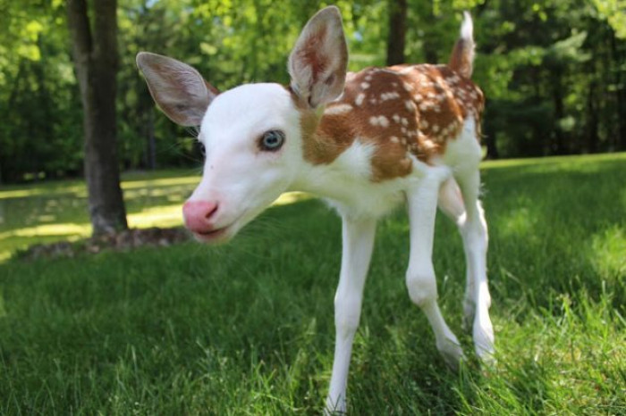 Fortunately for this rare fawn, he has every one of the things he needs to live a long and happy life on the farm where he resides!   