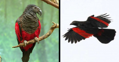 Terrifying And Beautiful At The Same Time: Meet The Dracula Parrot