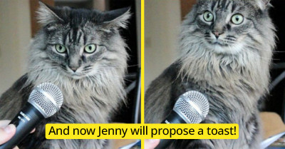 15 Overly Dramatic Cats Who Deserve An Oscar For Their Hilarious Expressions