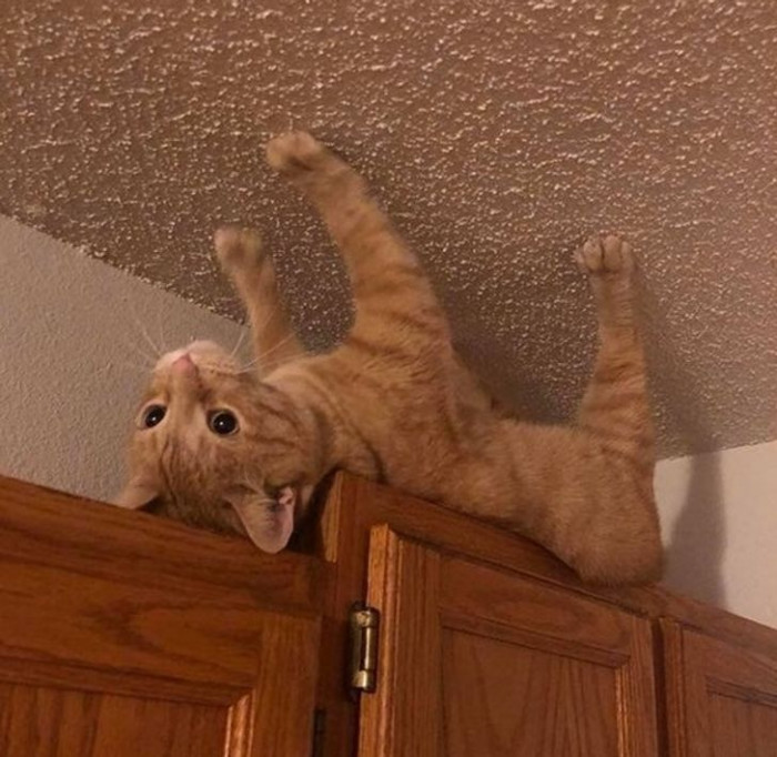 14. How do these insects hang up there so well without falling? I have got to try...