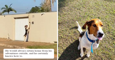 Woman Catches Smart Pup As He Rings The Doorbell Like A Human