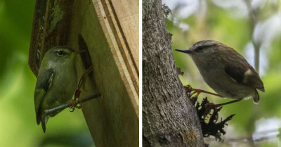 Despite Being So Small and Adorable, the Rifleman Is a Bird That Can Hardly Fly