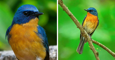 With Its Stunning Feathers, Tickell's Blue Flycatcher Bird Is One of the Smallest and Cutest Birds