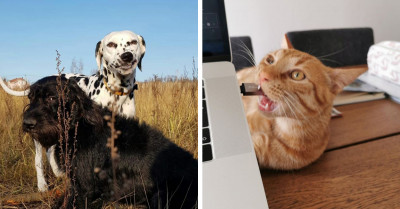 23 Hilarious Photos Of Animals Behaving Badly
