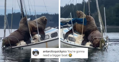 A Pair of Sea Lions Who Are Absolute Units Decided to Take a Ride on Someone's Boat, and the Video Is Hilarious
