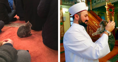 Stray Cats Find Warmth And Shelter In Mosque
