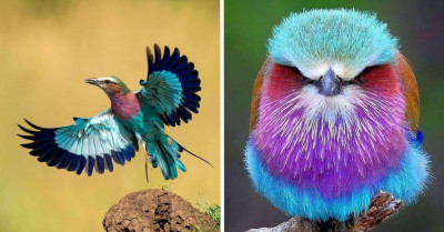 A Bird Found In Africa Has A Distinct Jewel Tone Plumage That Is A Treat For All Bird Enthusiasts