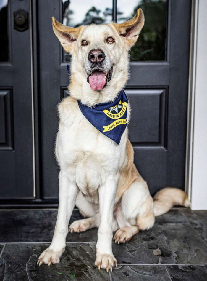 Big adorable shelter dog Rudy sitting indoors, looking attentive and happy