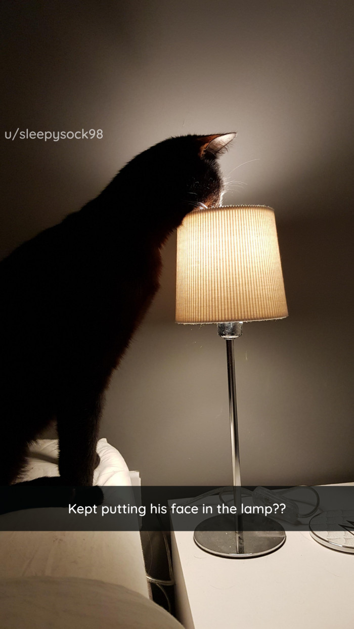 14. This cat is an undercover MOTH.