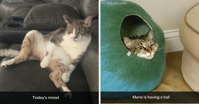 It's Impawsible Not To Love Everything About These Hysterically Weird Cats