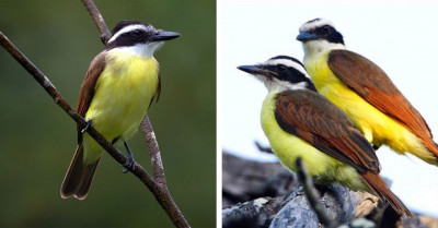 All You Need To Know About What Makes The Great Kiskadee So Great