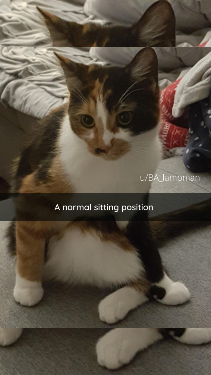 5. Purrfectly normal.