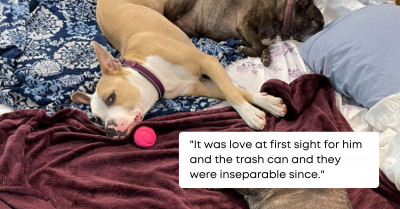 Pittie Pup Loves Playing With A Trash Can Despite Having Tons Of Toys Since He Has Been Adopted By His New Family