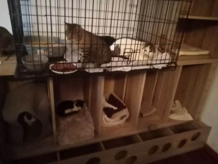 5. The shelter looks like quite the cozy home