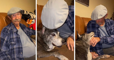 Pet Owners Filmed Their Pets' Reactions to See How They Feel About Unexpected Kisses
