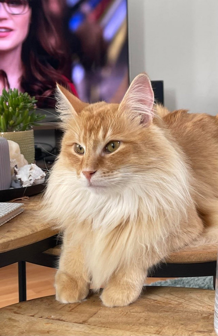 16. Here is Odin, and he's growing up so fast