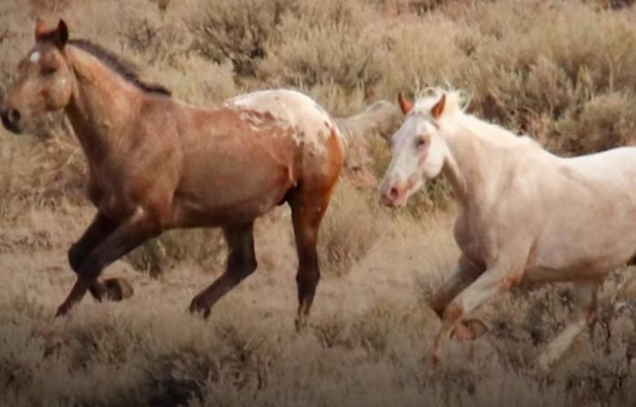 Almost a year later, Phoenix was still captive.