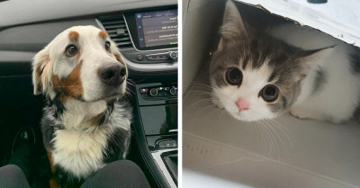 16 Pet Adoption And Transformation Stories Sure To Warm Your Heart