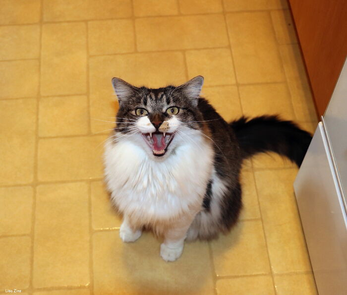 24. "And Because He's a Cat, He's an Asshole..."